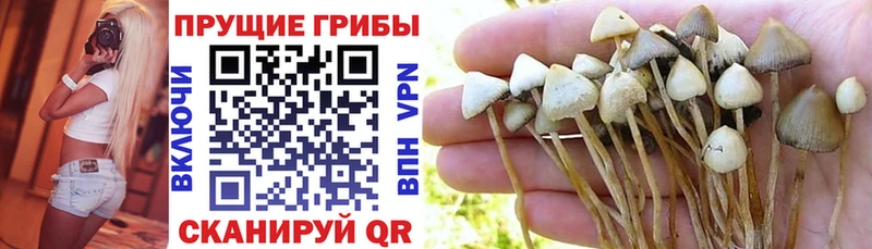 закладки  Сланцы  ОМГ ОМГ   Галлюциногенные грибы мицелий 